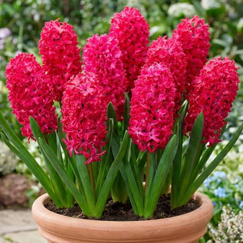 Hyacinth Jan Bos