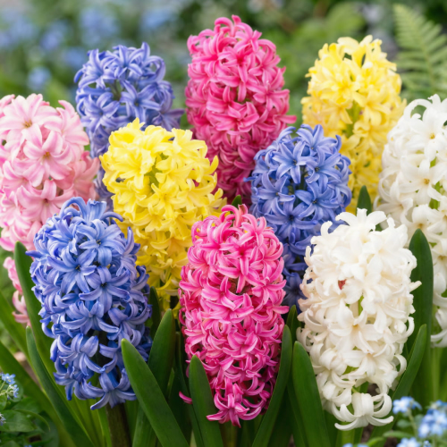 Hyacinth Pastel Collection (15 bulbs)