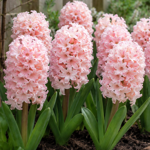 Hyacinth Pink Elephant - for Sale Hyacinth Pink Elephant