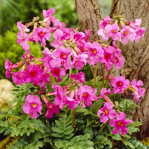 Incarvillea (delavayi) - for Sale Incarvillea (delavayi)