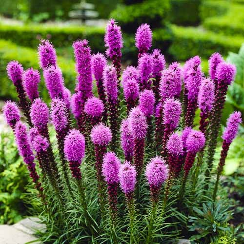 Liatris (spicata) - ordinare online direttamente dall'Olanda