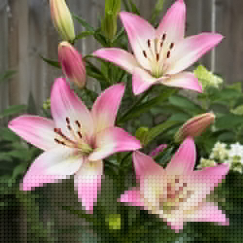 Lilium Levi - for Sale Lilium Levi