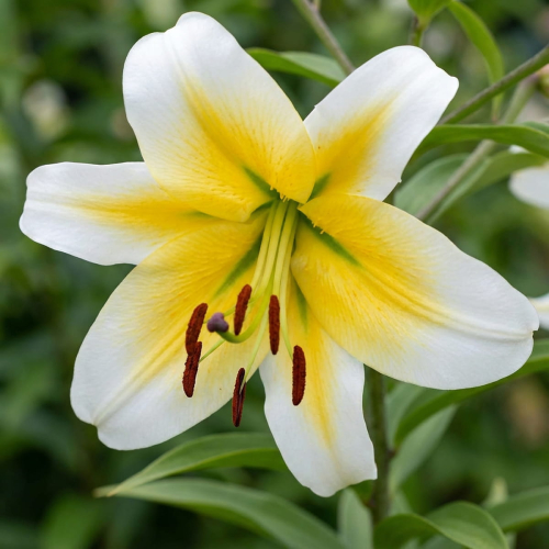Lilium Mister Pistache