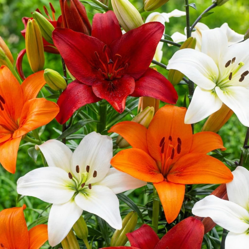 Lily (Lilium) Asiatic Collection (15 bulbs)