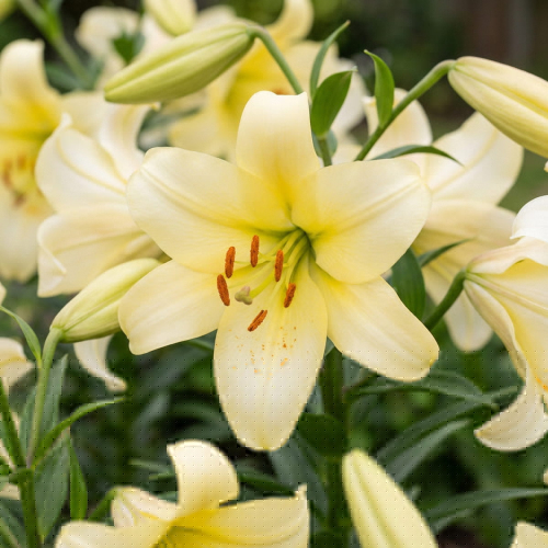 Lily (Lilium) Pearl Frances - for Sale Lily (Lilium) Pearl Frances