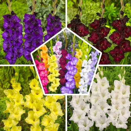 Gladiolus Large-Flowering Collection - bestil online direkte fra Holland