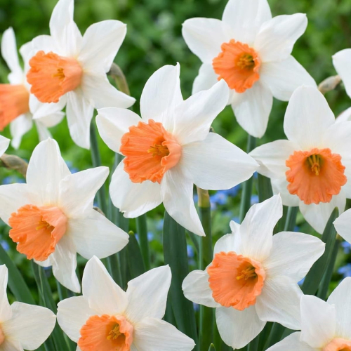Narciso (Narciso) Accent