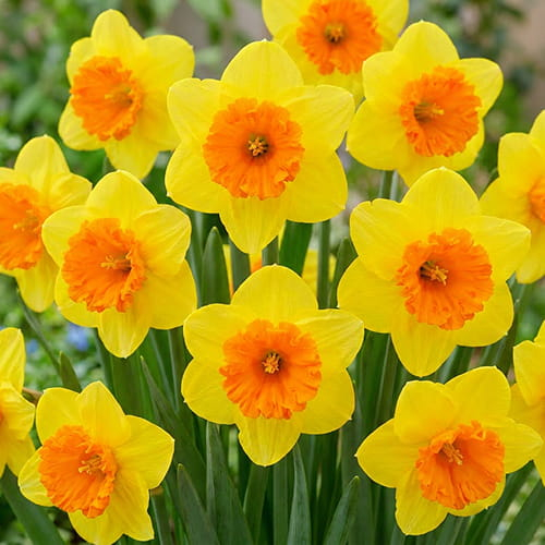 Narcissus (Daffodil) Coral Crown