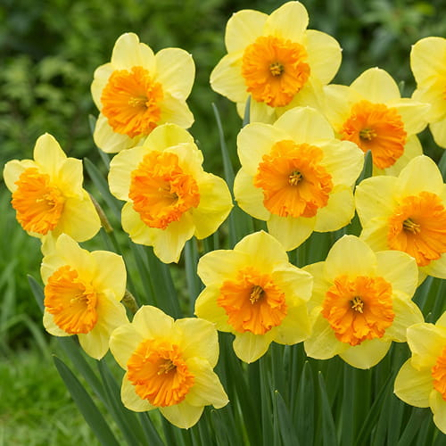 Narcissus (Daffodil) Berlin - order online directly from Holland - for Sale Narcissus (Daffodil) Berlin - order online directly from Holland