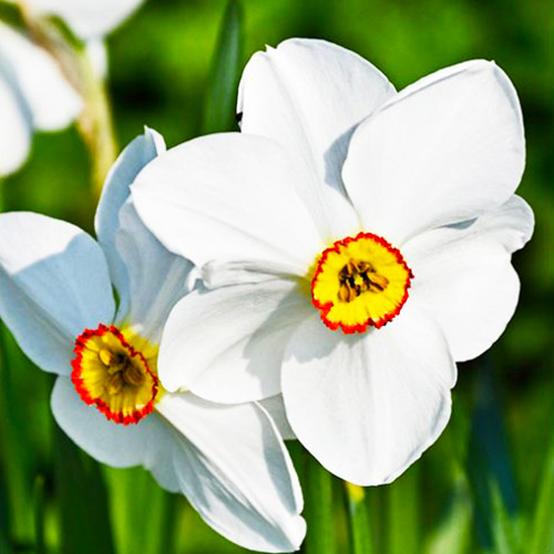 Narcissus (Daffodil) Pheasant's Eye - for Sale Narcissus (Daffodil) Pheasant's Eye