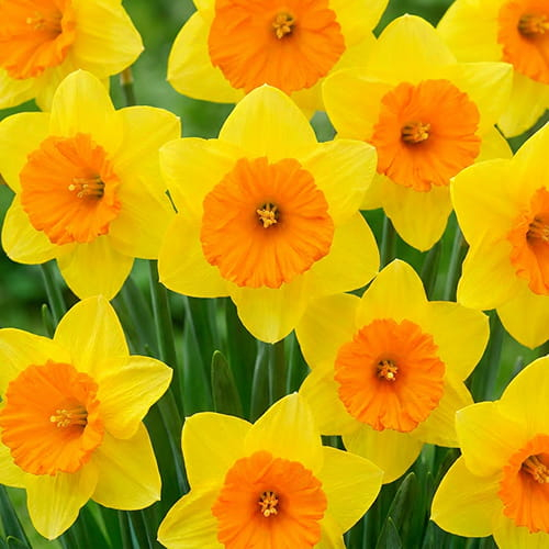Narcissus (Daffodil) Pride of Lions - for Sale Narcissus (Daffodil) Pride of Lions