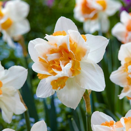 Narcissus (Daffodil) Replete - order online directly from Holland
