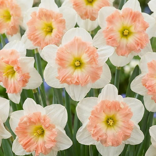 Narcissus (Daffodil) Mallee - for Sale Narcissus (Daffodil) Mallee