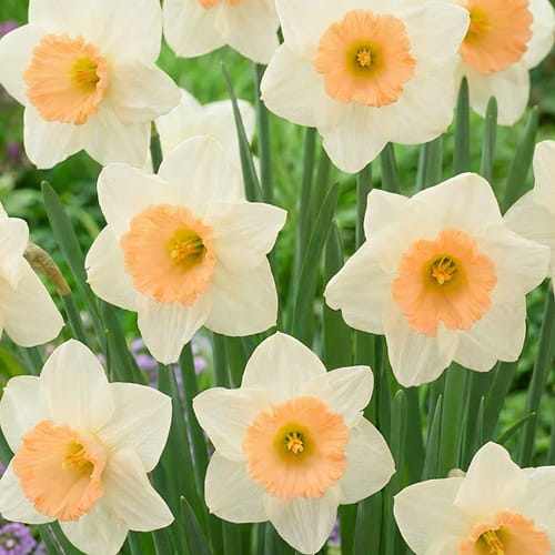 Narcissus (Daffodil) Peaches and Cream