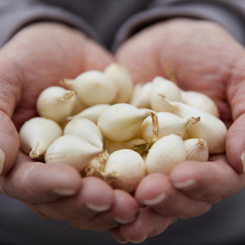 Planting Onions Snowball