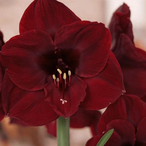 Amaryllis (Hippeastrum) Benfica
