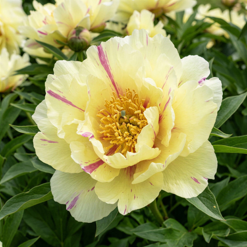 Peony Lemon Dream (ITOH) - for Sale Peony Lemon Dream (ITOH)