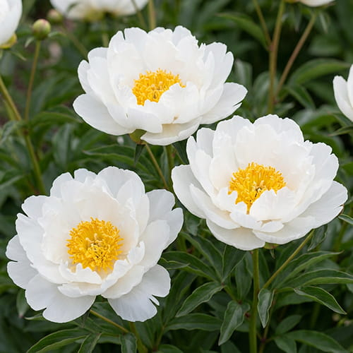 Peony Miss America (Herbaceous) - order online directly from Holland