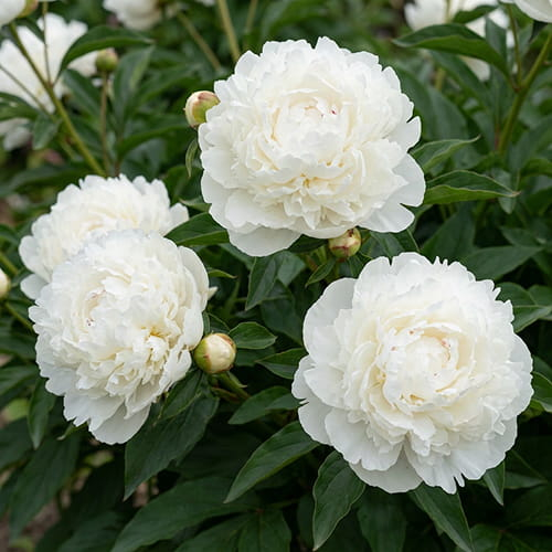 Peony Mme Claude Tain (Herbaceous) - order online directly from Holland - for Sale Peony Mme Claude Tain (Herbaceous) - order online directly from Holland