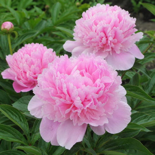 Peony Monsieur Jules Elie - for Sale Peony Monsieur Jules Elie