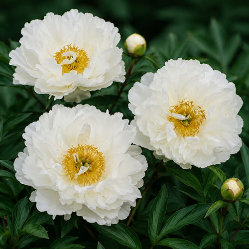 Peony Moonstone (Herbaceous) - for Sale Peony Moonstone (Herbaceous)