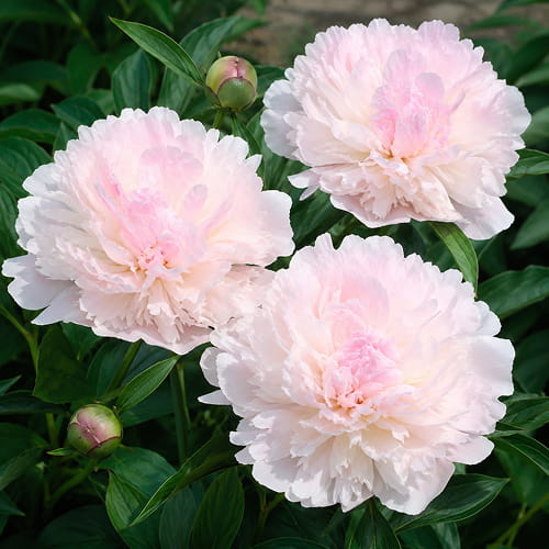 Peony Noémie Demay (Herbaceous)