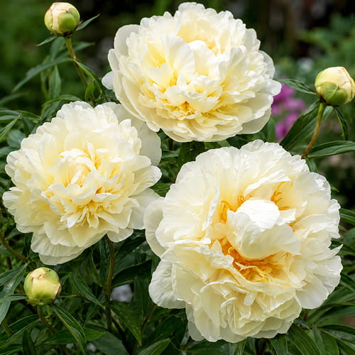 Peony Seidl's Super (Herbaceous)