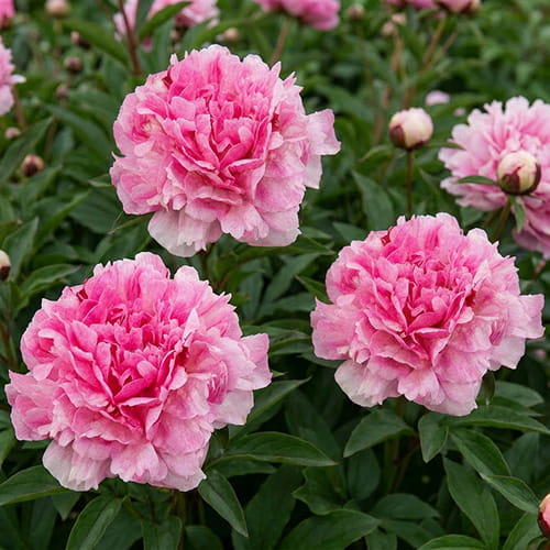 Peonia The Fawn (Erbacea) - ordinare online direttamente dall'Olanda - for Sale Peonia The Fawn (Erbacea) - ordinare online direttamente dall'Olanda