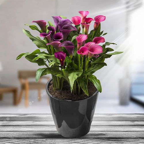 Purple and Pink Calla Lily Bulb Collection (10 bulbs) - pedido en línea directamente a Holanda