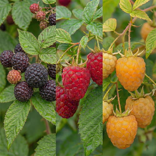 Rasberry Collection