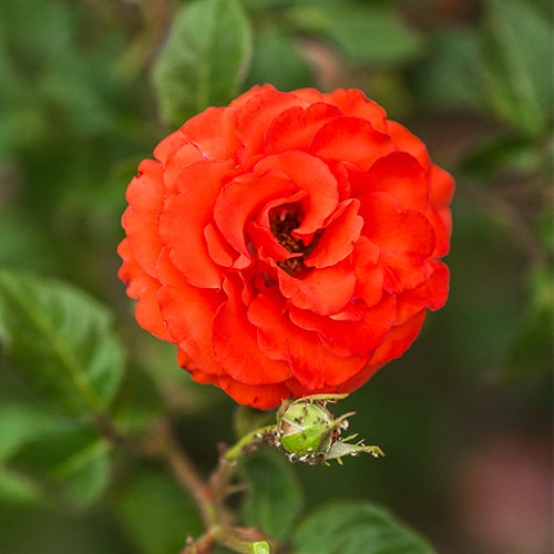 Rose Angelique - order online directly from Holland - for Sale Rose Angelique - order online directly from Holland