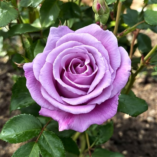 Rose Climbing Blue Moon - for Sale Rose Climbing Blue Moon
