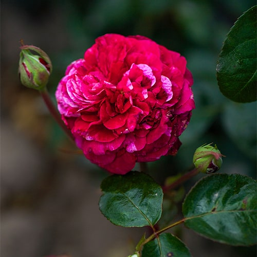 Rose Crazy Fashion - order online directly from Holland - for Sale Rose Crazy Fashion - order online directly from Holland