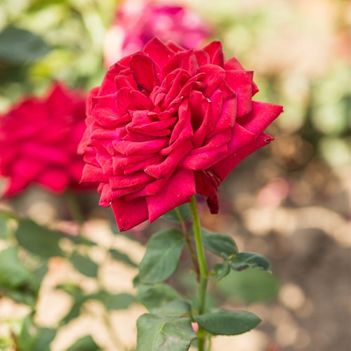 Rose Dame de Coeur - order online directly from Holland - for Sale Rose Dame de Coeur - order online directly from Holland