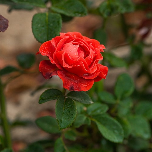 Rose El Toro - order online directly from Holland - for Sale Rose El Toro - order online directly from Holland