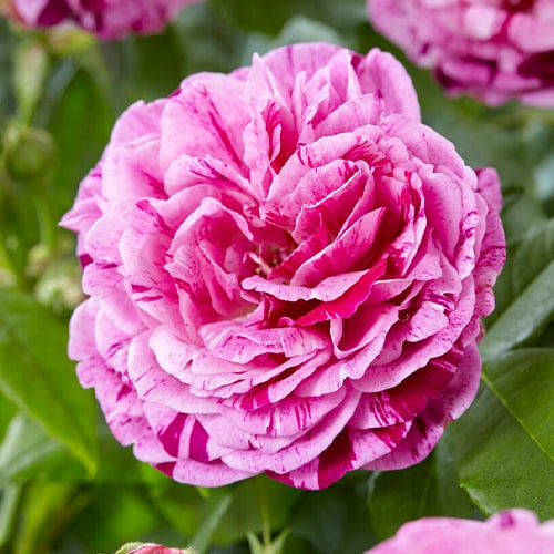 Rose Ferdinand Pichard - order online directly from Holland - for Sale Rose Ferdinand Pichard - order online directly from Holland