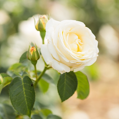 Rose Frederic Chopin - order online directly from Holland - for Sale Rose Frederic Chopin - order online directly from Holland