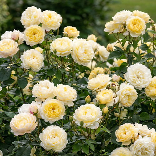 Rose Nye Bevan