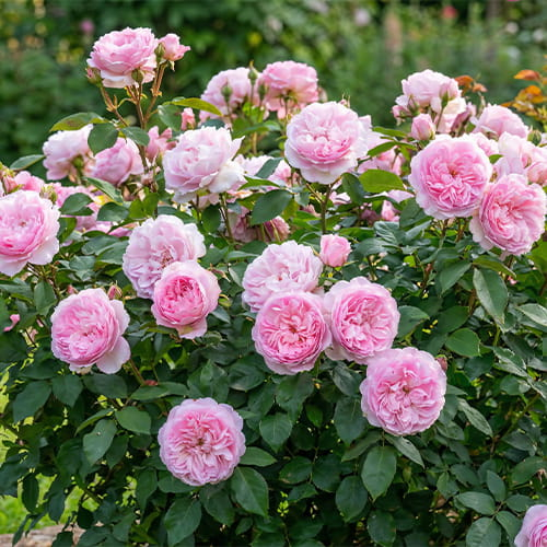 Rose Silas Marner