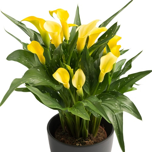 Calla Lily (Zantedeschia) Novi Sun - bestil online direkte fra Holland