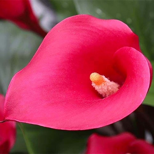 Calla Lily (Zantedeschia) Passoa - bestil online direkte fra Holland