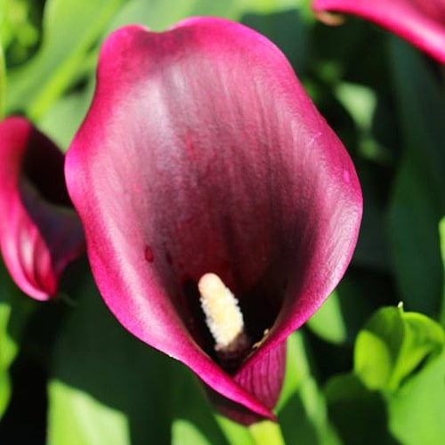Calla Lily (Zantedeschia) Stingray - bestil online direkte fra Holland