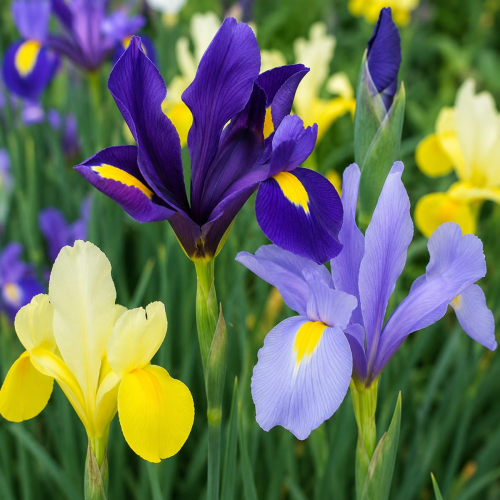 Iris Hollandica Beauty Super Collection