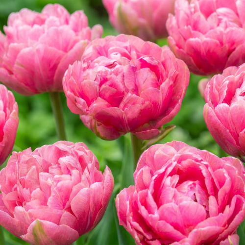 Tulip Amazing Grace - for Sale Tulip Amazing Grace