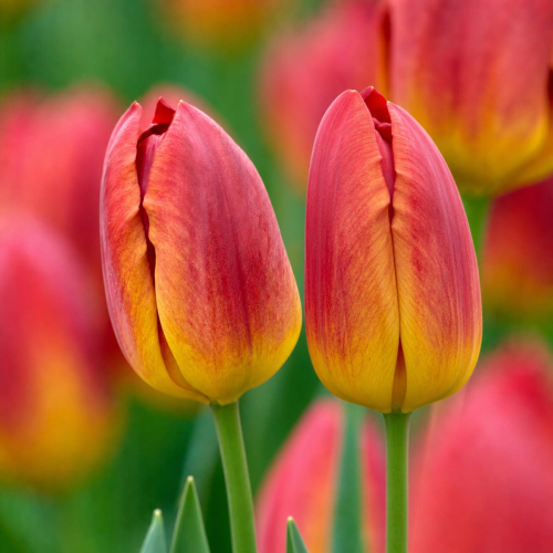 Tulip Amberglow - for Sale Tulip Amberglow