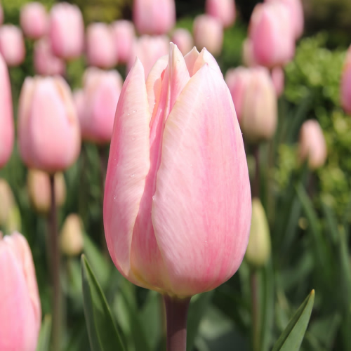 Tulipan Apricot Delight - for Sale Tulipan Apricot Delight