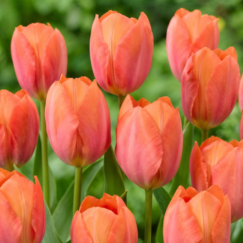 Tulip Apricot van Eijk - for Sale Tulip Apricot van Eijk