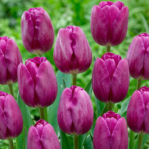 Tulip Bullit