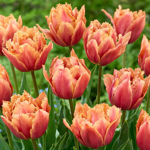 Tulip Callahan - order online directly from Holland - for Sale Tulip Callahan - order online directly from Holland