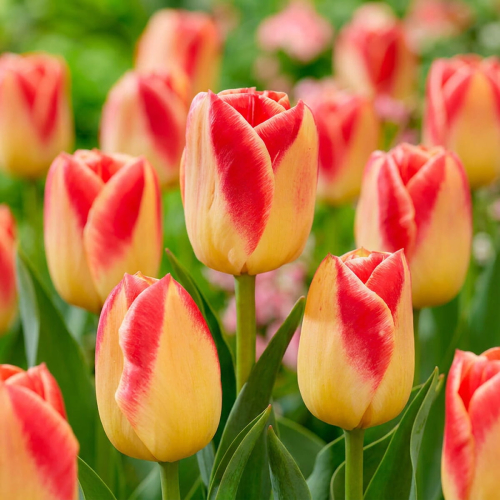 Tulip Candy Corner